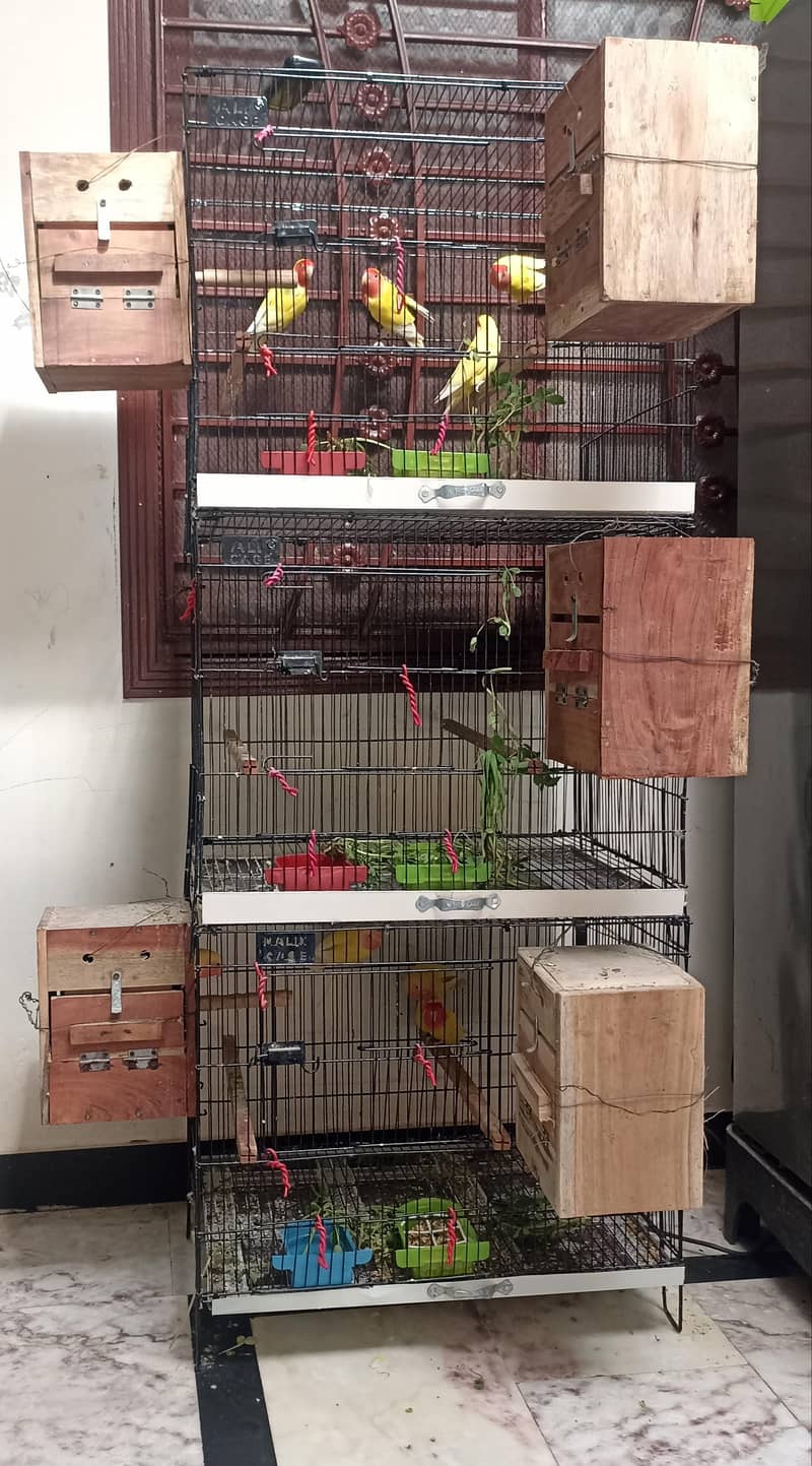 Common lutino Complete Setup 1