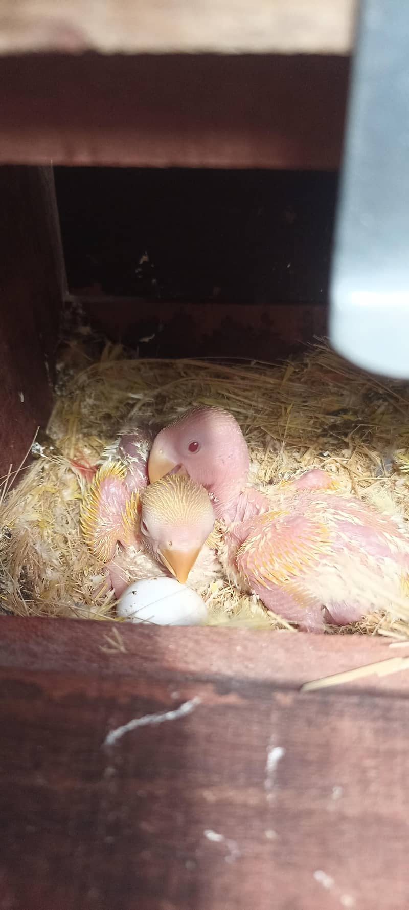 Common lutino Complete Setup 2