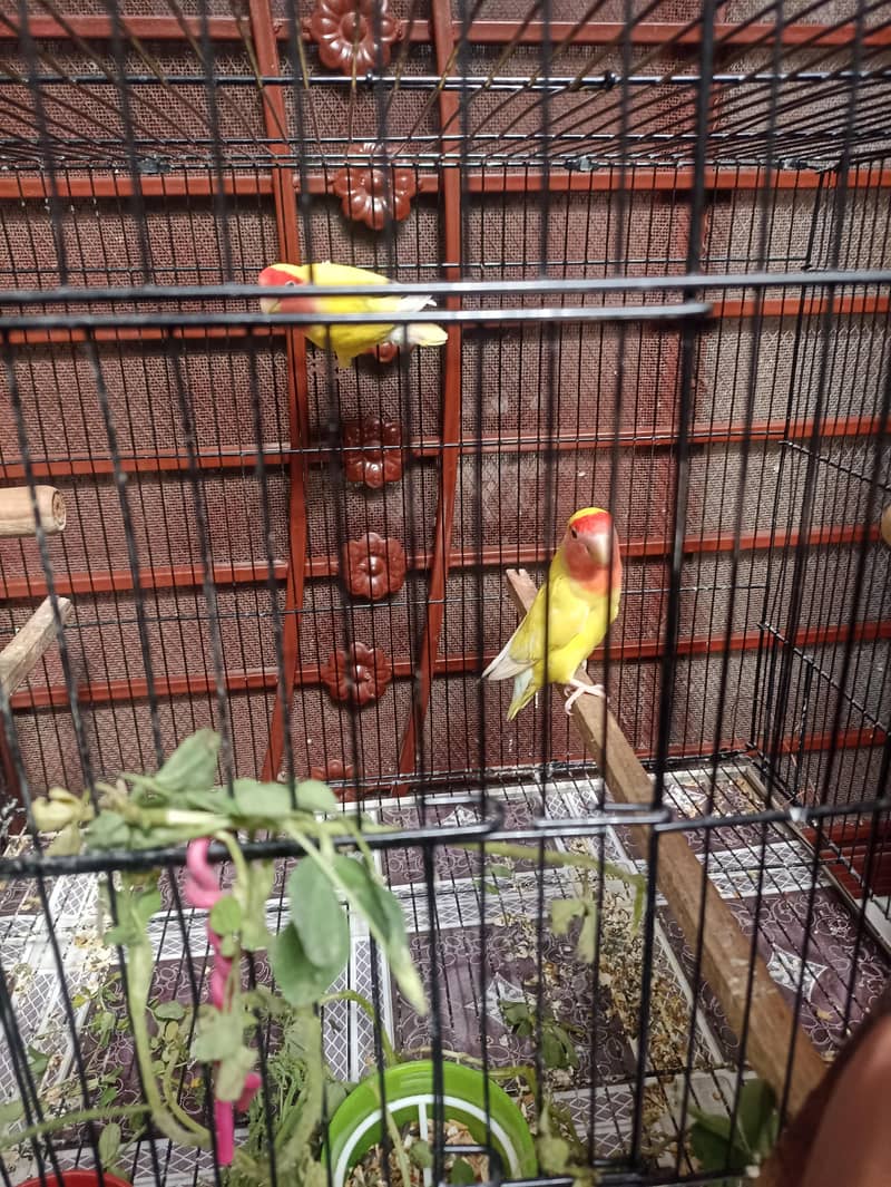 Common lutino Complete Setup 3