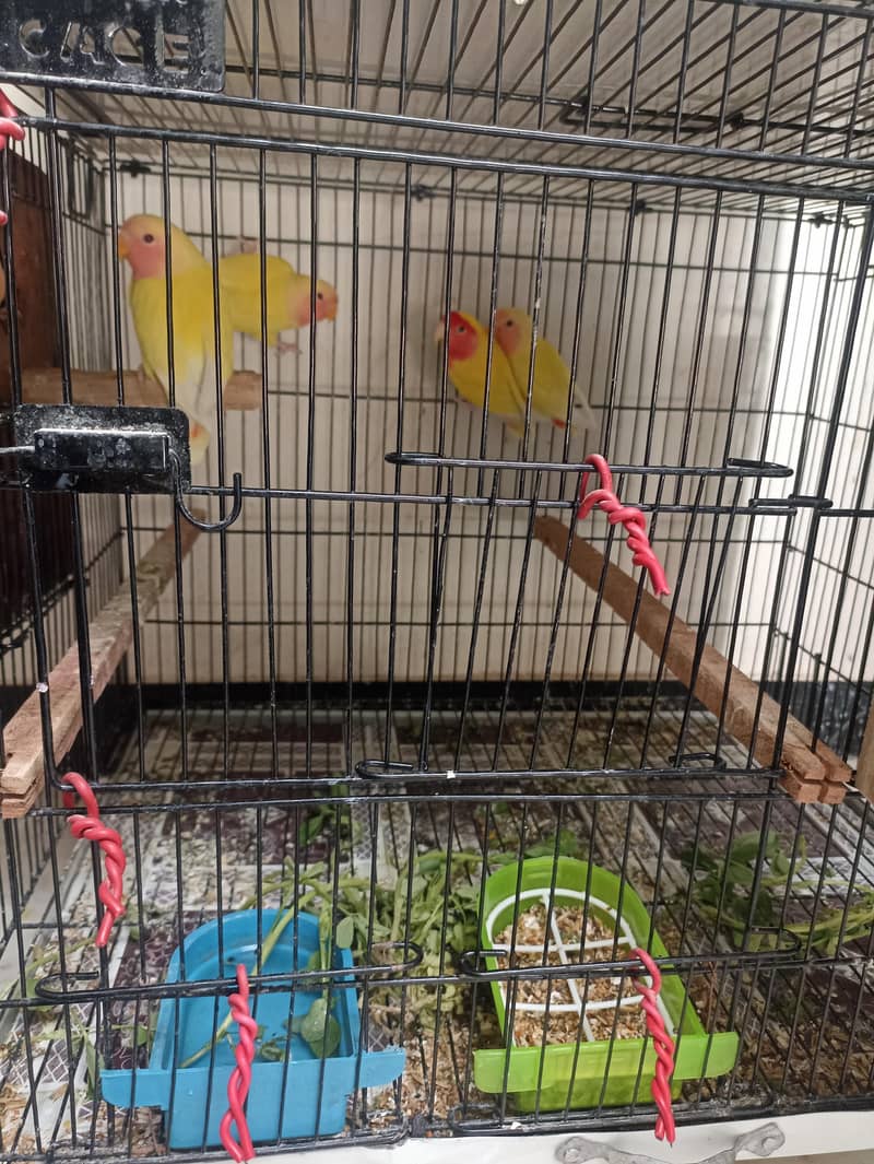 Common lutino Complete Setup 4