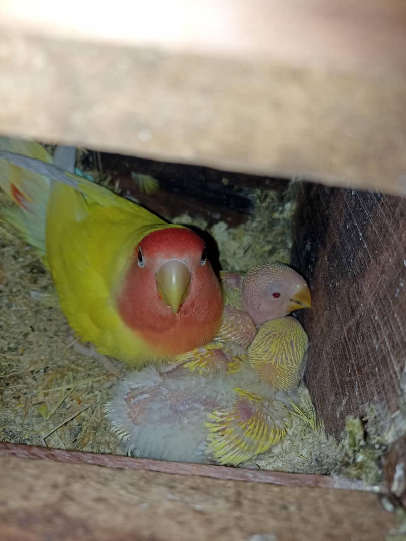 Common lutino Complete Setup 5