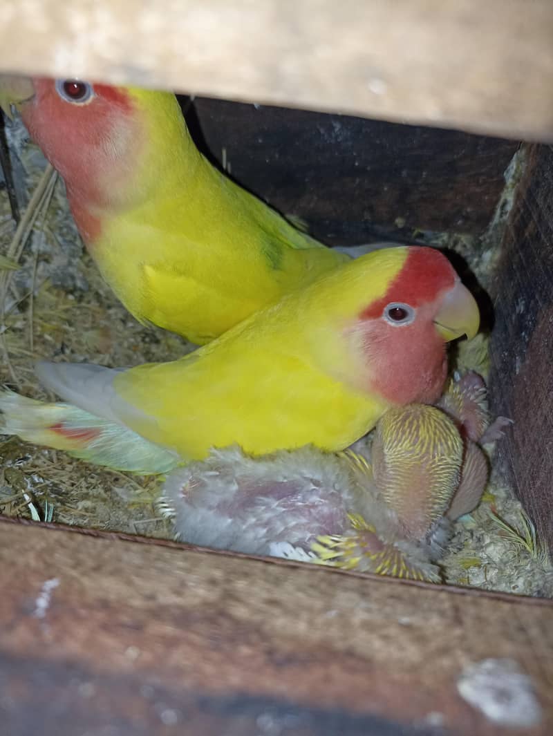 Common lutino Complete Setup 6