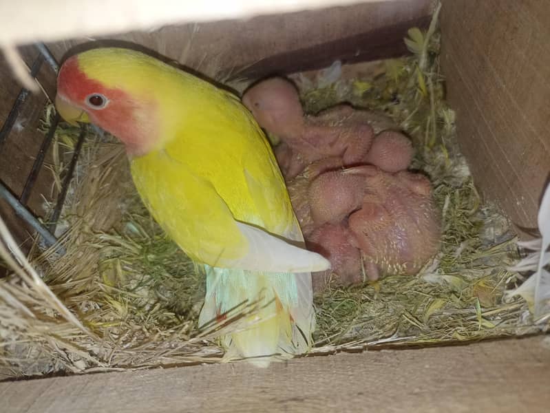 Common lutino Complete Setup 7