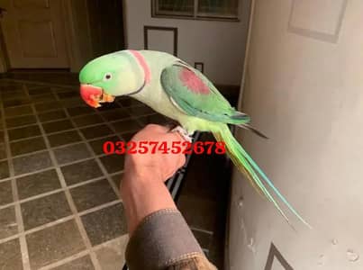 Kashmiri raw parrot for sale