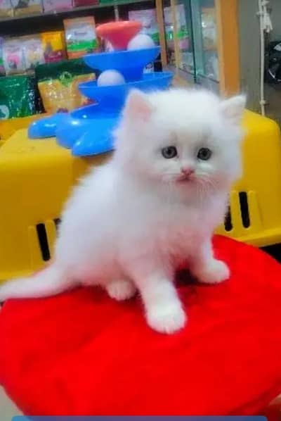 Persian kitten for urgent sale my WhatsApp number 0313496819one