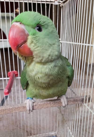 Alexandrine (Pahari) Covered Chicks