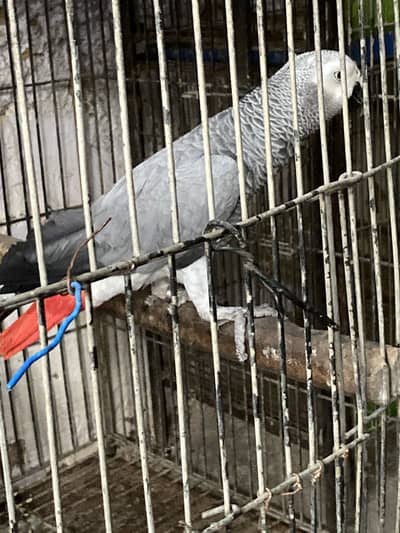 African gray parrot Available