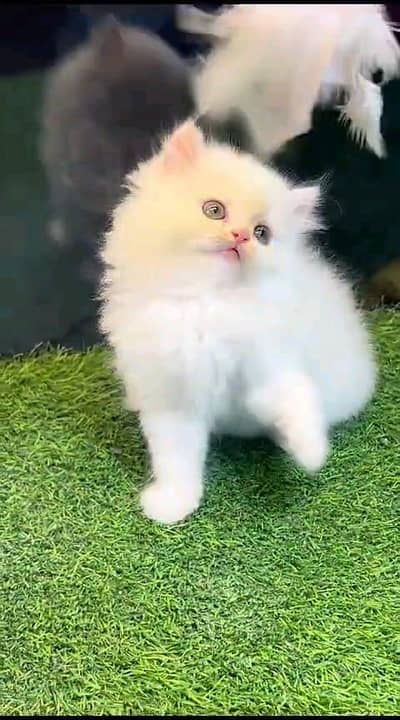 Persian kitten for urgent sale my WhatsApp number 0313496819one