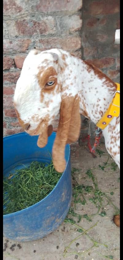 bakri for sale