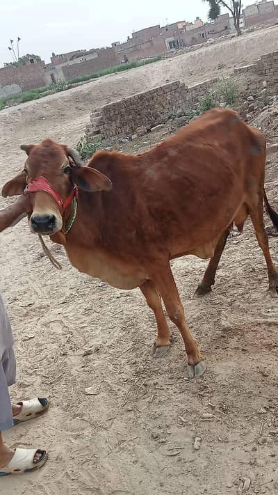 Sahiwal Mini cow doodh 5 liter or Sath wachi 03008608066