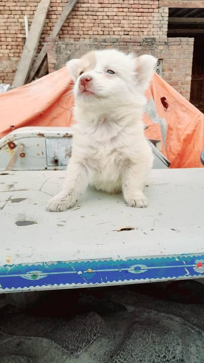 Pure Russian dog puppies for sale whatsapp number 03161731812