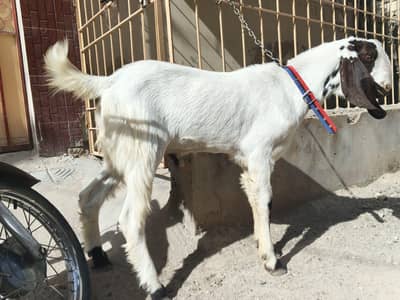 2 daant punch khassi bakraa