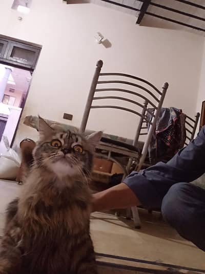 Persian cat for sale
