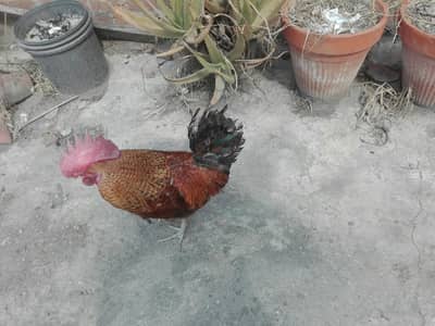 Ghar kaa pala 2 desi murgaa