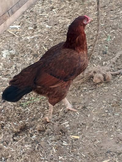 Ghr ki pali hoe murghiyan h