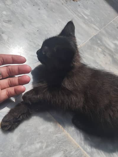 PERSIAN CAT FOR SALE BLACK COLOUR