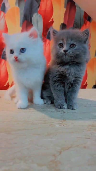 Persian kitten for urgent sale my WhatsApp number 0313496819one