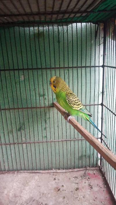 Budgies good size male