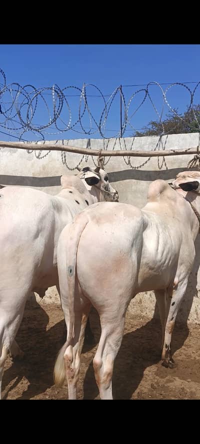 fateh jangi wachy for sale