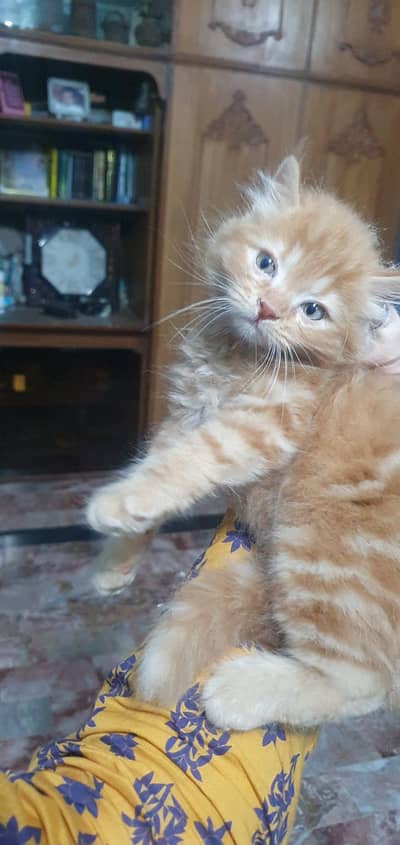 Persian Kitten For Sale
