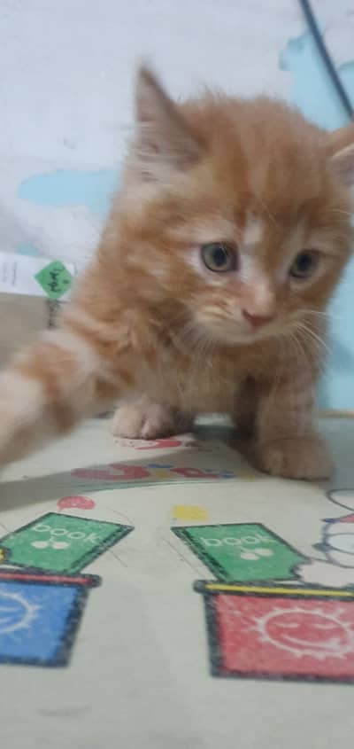 Persian Kitten For Sale