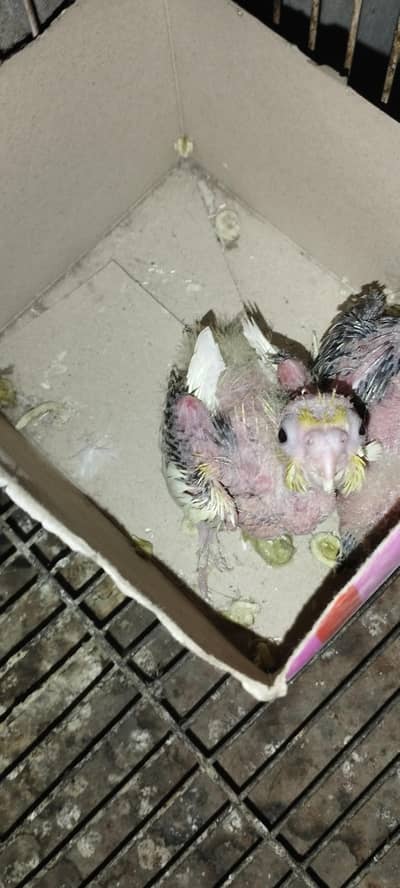 cocktail chick available