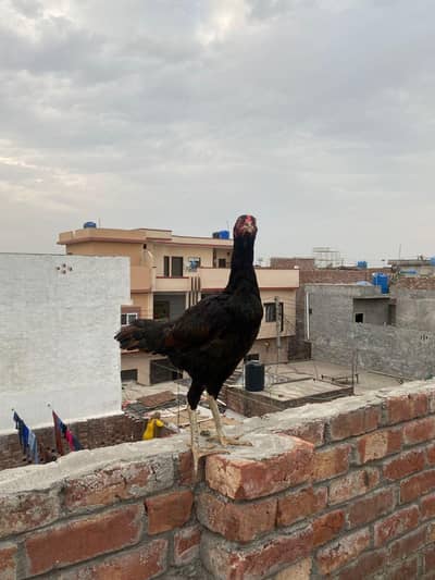 Aseel female For Unique Quality