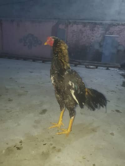 Mianwali Aseel Patha