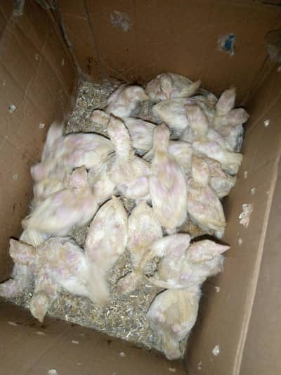 Long heighted Heera  Aseel chicks