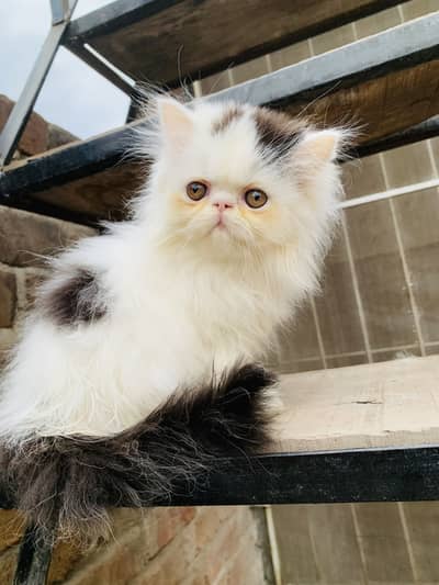 Cfa bloodline peki female kitten