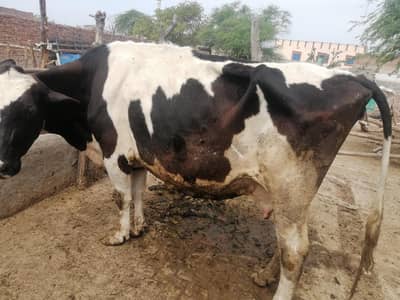 Holstin Ferisian cow very big