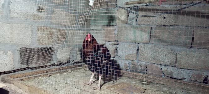 silkee aseel golden sebrit buramaa  polish all for sal arjant mansab p