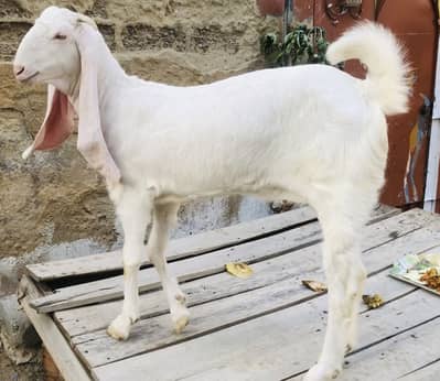 Gulabi female 1 month pregnant 11 months age