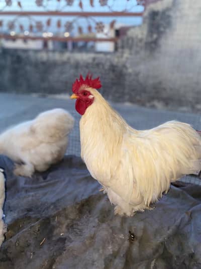 White Bantam