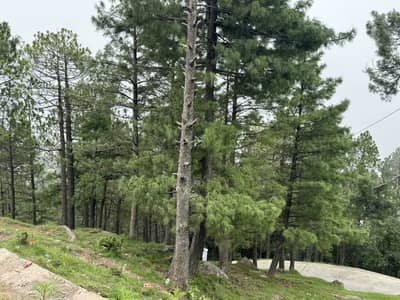 A Precious Very Centrally Located Commercial Plot For Sale In Lower Jhika Gali Scheme Murree. Almost 5 Minutes Drive From Mall Road.   Having Direct Access From Murree Expressway Way,