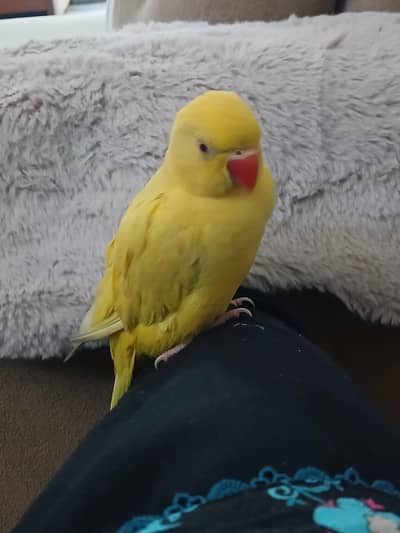 yellow ringneck Handtamed for sale
