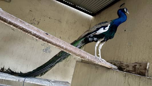 Blue shoulder breeder pair