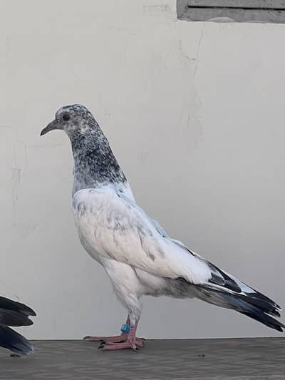 Highflying pigeons chicks