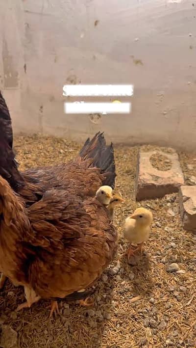 Murgy ka Sath 10 chicks