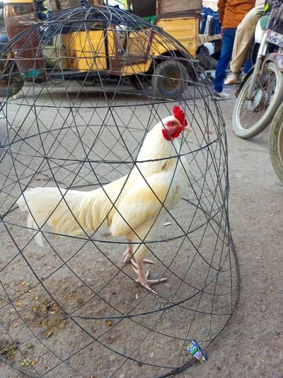 Fresh & Healthy Breeder Pair