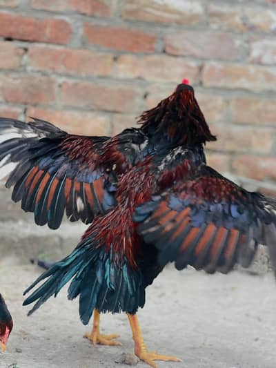 Pure aseel morga for sale