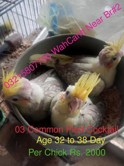 Cocktail chicks avail for handtamed