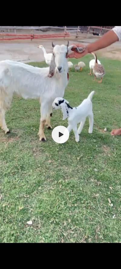 goat with kids