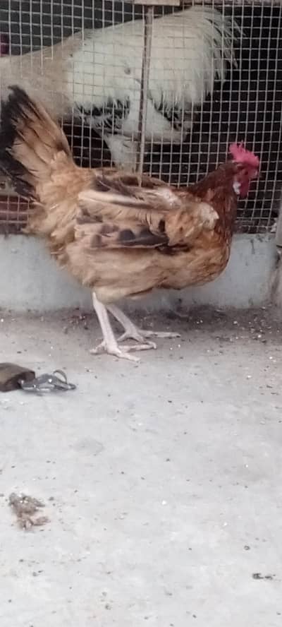 Fresh Desi Egg Laying Hen - Ghar ki Pali Hui Desi Murgi