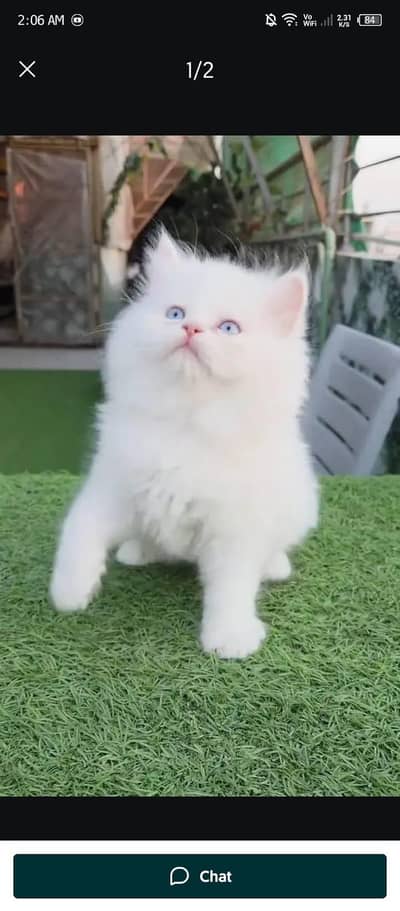 Persian cat for sale my WhatsApp number  0370-36-59-905