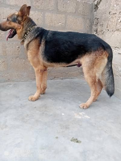 stud male for paid adoption