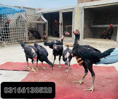 Choza  Burmi vaitman cross.