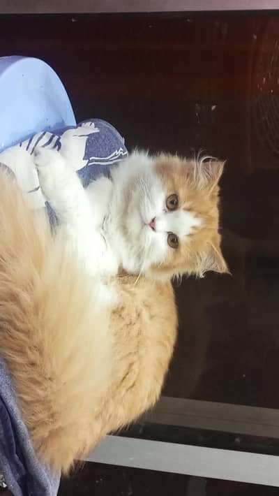 Persian kitten for urgent sale