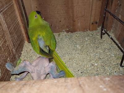 Ringneck parrot baby healthy