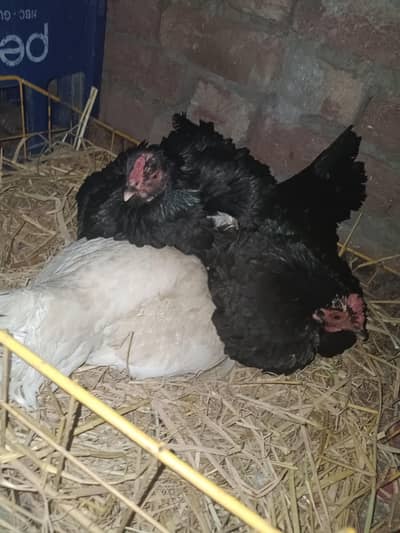 kurak wali aseel murgiya